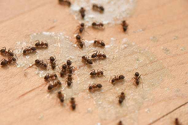 Best Ant Control Services  in Braddock, PA