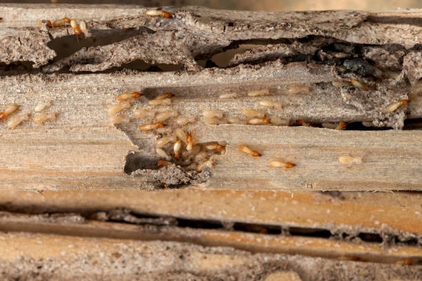 Best Wildlife Control Services  in Braddock, PA
