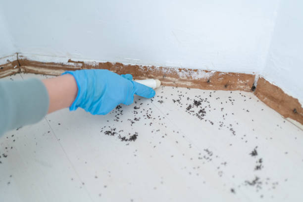 Best Rat Extermination Near Me  in Braddock, PA